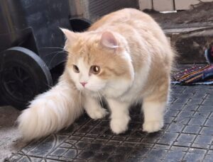 намерена котка 2610