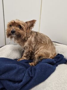 yorkie fund